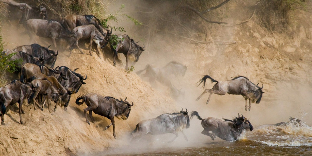 What is great wildebeest migration?