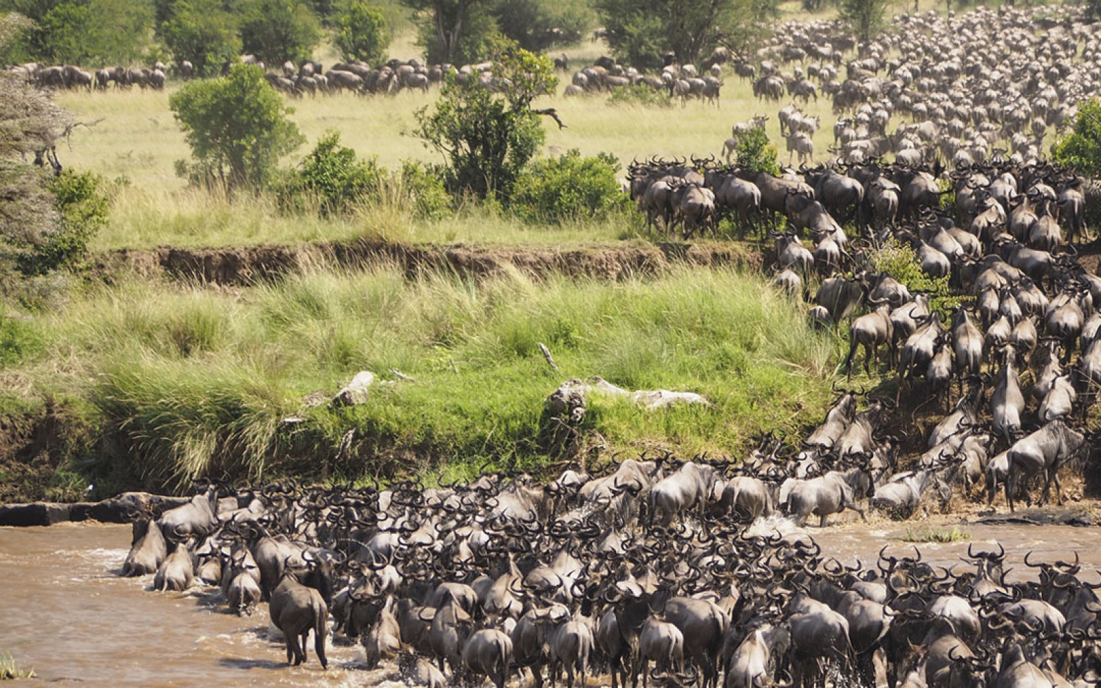 8 day kilimanjaro climb serengeti ngorongoro safari