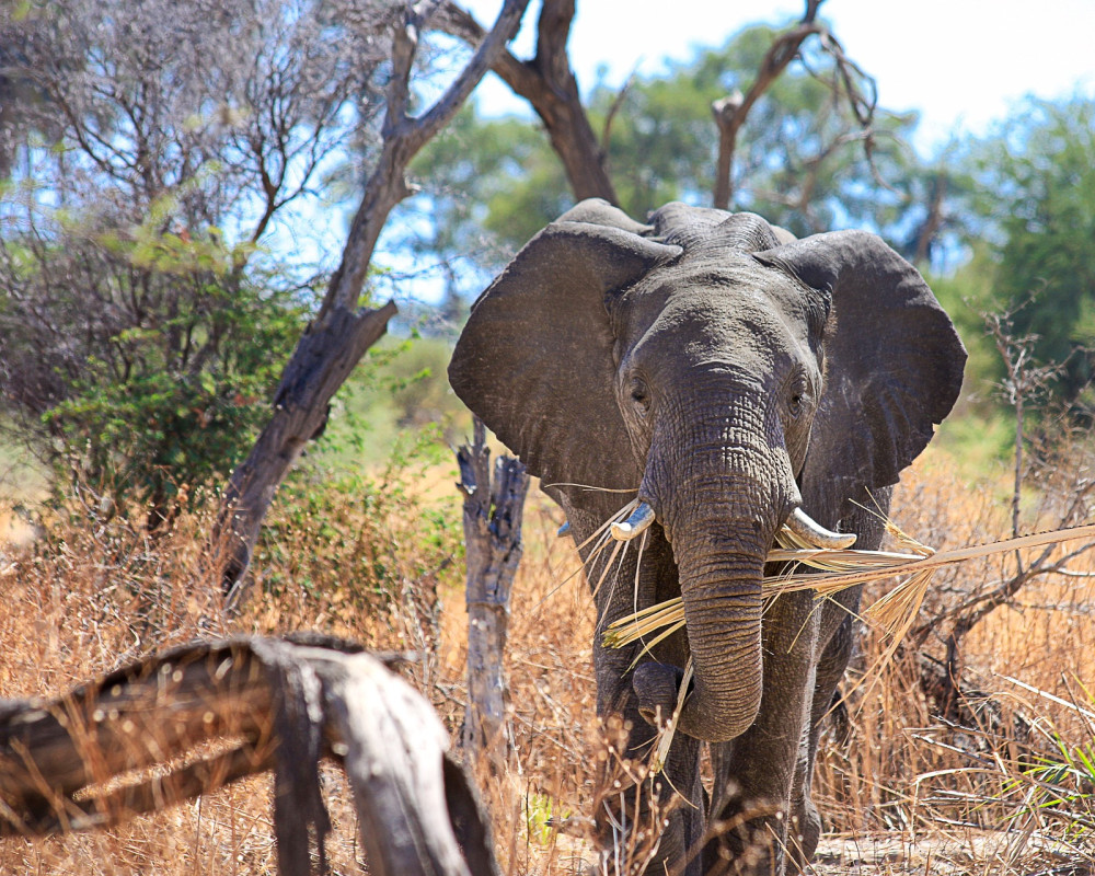 Lucas' African Adventure | Tanzania Safaris Wildlife,Trek and beach Holday