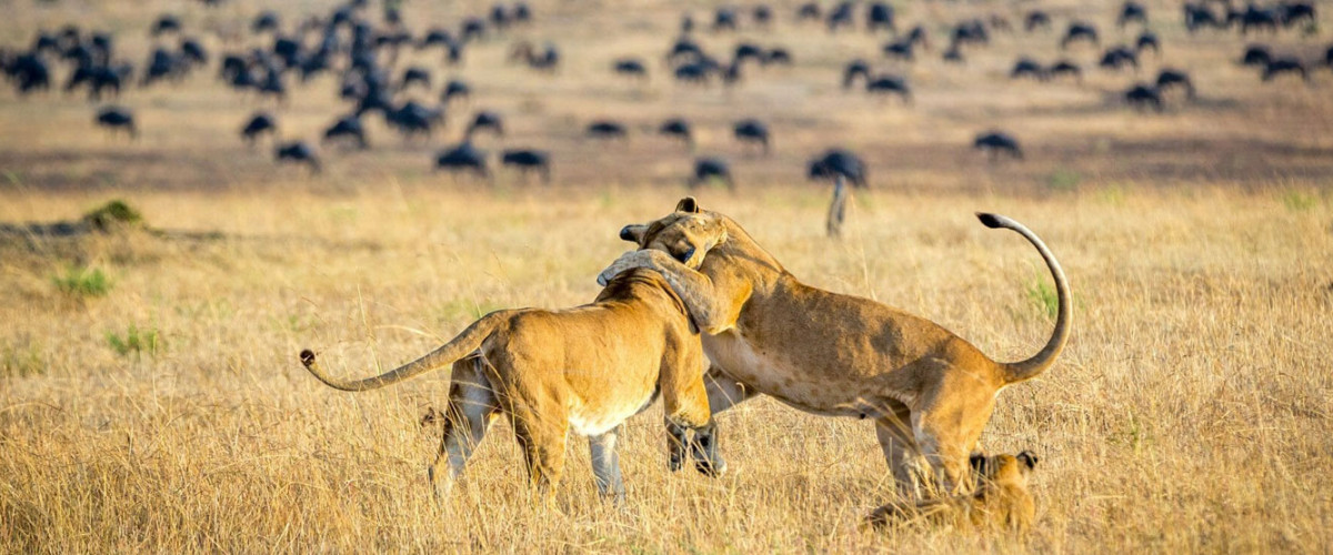 Mount Kilimanjaro is the African continent's highest peak at 5,895