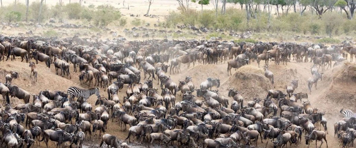 A 7-day safari through the Serengeti, Ngorongoro and Tarangire, designed around one of Africa's most spectacular wildlife experiences.